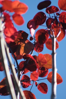 Fall Tree