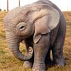 Baby Elephant Avatar