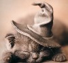 Sleepy Cat... So cute...