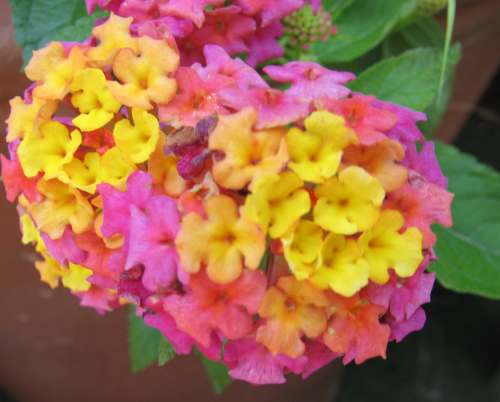 Confetti Flowers