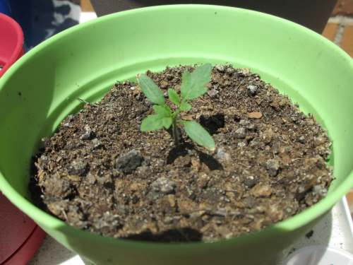 Edgar the Lone Tomato