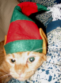 Zak the Elf