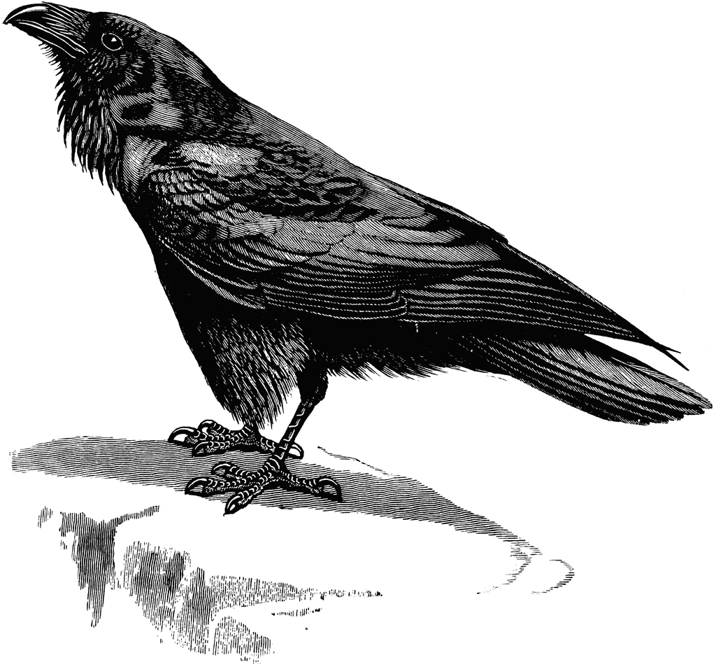 Illustration of a Perched Raven