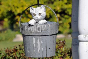 Cat in a Bucket