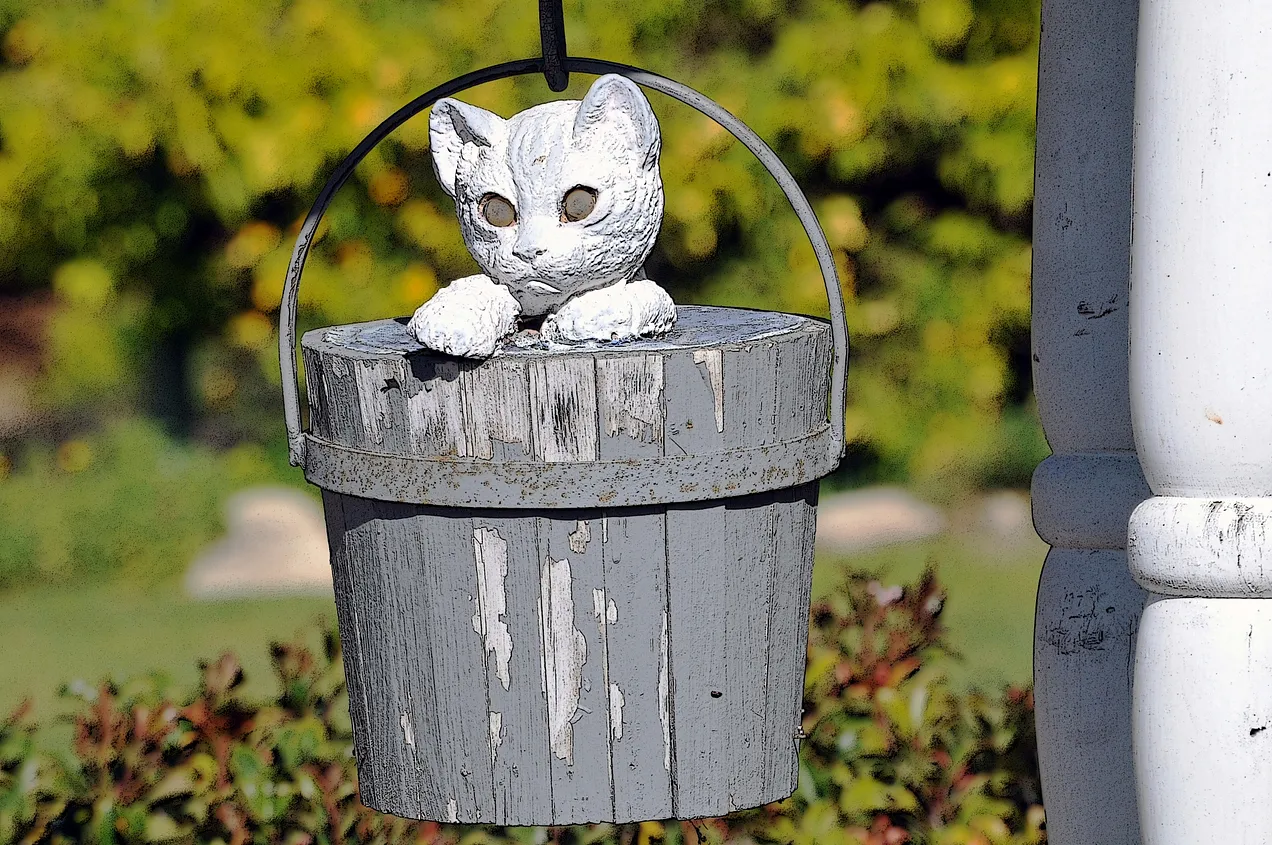 Cat in a Bucket